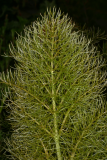 Foeniculum vulgare 'Purpureum' RCP04-06 (100).jpg